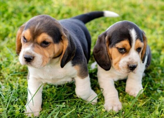Vídeo: Cachorros resgatados de um laboratório andam na grama pela primeira vez Se isto não te faz sentir bem, não sei o que vai acontecer