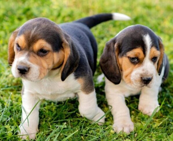 Vídeo: Cachorros resgatados de um laboratório andam na grama pela primeira vez Se isto não te faz sentir bem, não sei o que vai acontecer