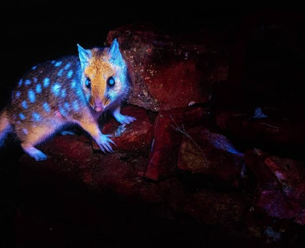 Pela 1ª vez marsupial da Tasmânia é fotografado brilhando (sob uma determinada luz)