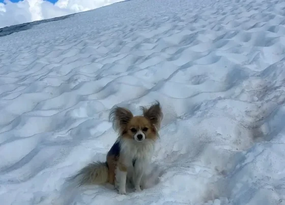 Chihuahua salva vida de dono em geleira, na Suíça; saiba o que aconteceu Pequeno cão foi decisivo em resgate dramático