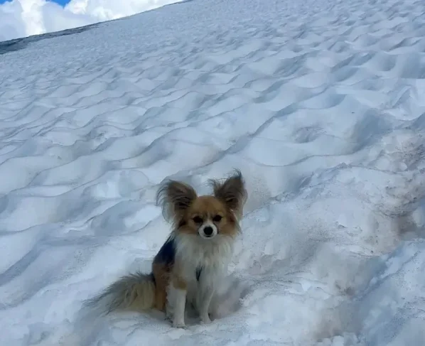 Chihuahua salva vida de dono em geleira, na Suíça; saiba o que aconteceu Pequeno cão foi decisivo em resgate dramático