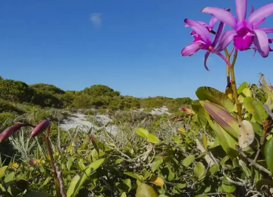 Inpe confirma redução de desmatamento na maioria dos biomas em 2024