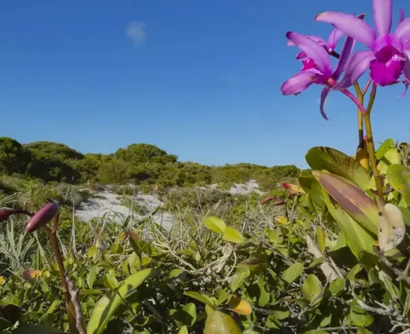 Inpe confirma redução de desmatamento na maioria dos biomas em 2024