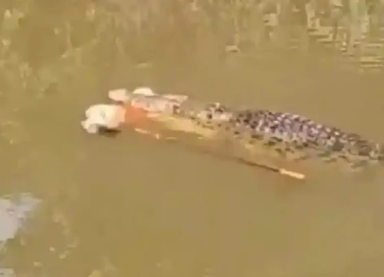 Cenas fortes: vídeo mostra mulher sendo morta por crocodilo de 4 metros na Indonésia momento em que o animal emerge com a vítima vídeo