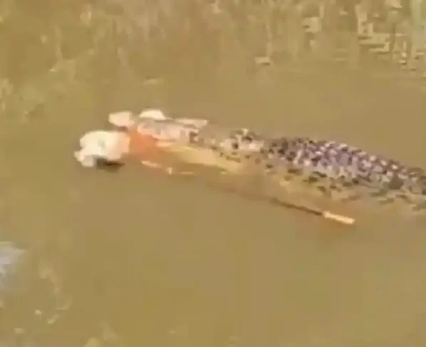 Cenas fortes: vídeo mostra mulher sendo morta por crocodilo de 4 metros na Indonésia momento em que o animal emerge com a vítima vídeo
