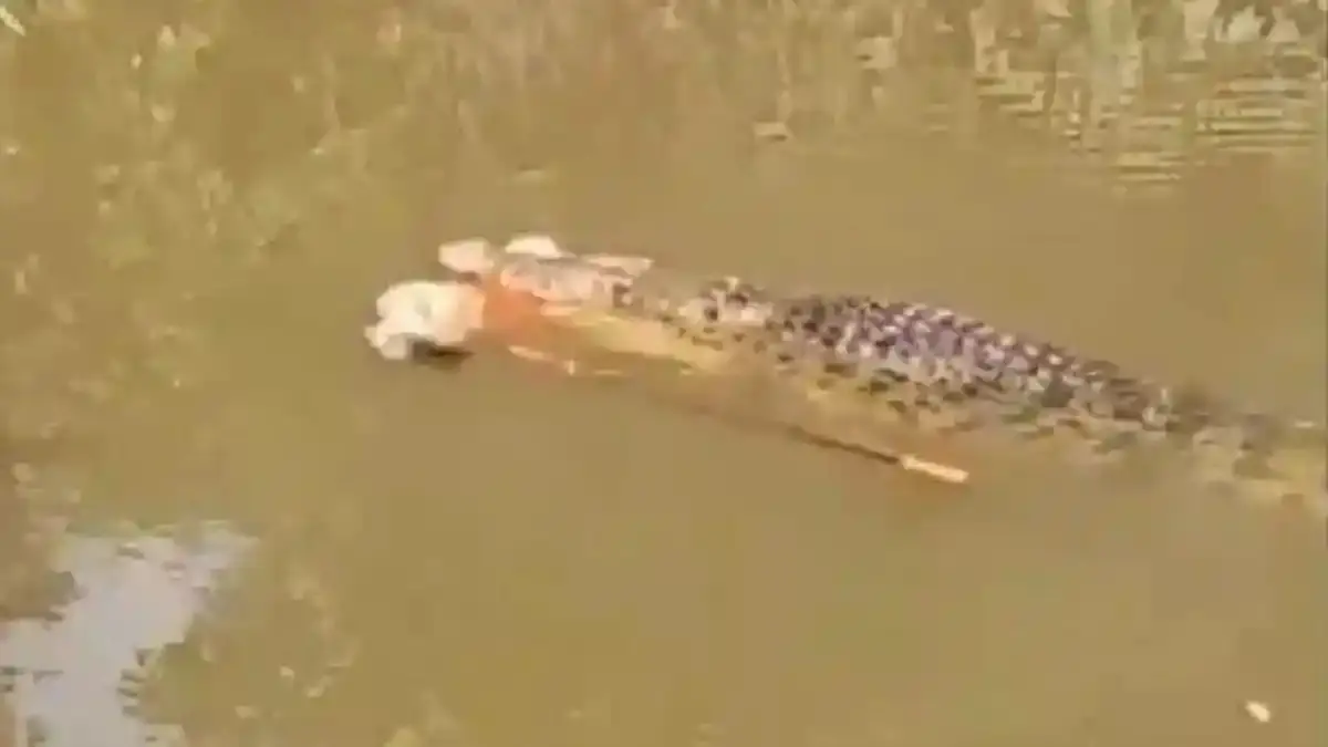 Cenas fortes: vídeo mostra mulher sendo morta por crocodilo de 4 metros na Indonésia momento em que o animal emerge com a vítima vídeo