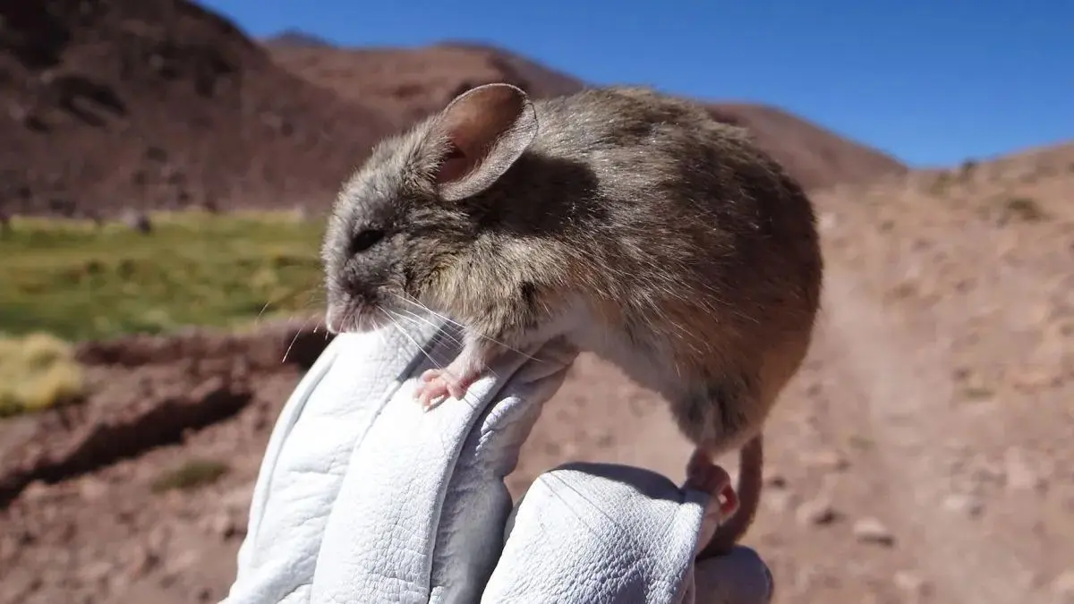 Phyllotis xanthopygus, o organismo do camundongo-orelhudo-andino pode contribuir para estudos sobre câncer e doenças cardíacas (Foto: reprodução internet)